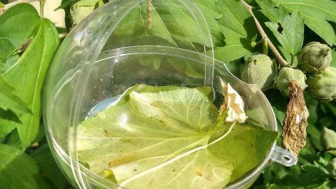 Eine durchsichtige Schale hängt in einem Baum, gefüllt mit Wasser und Blättern, um Vögel und Insekten zu trinken.