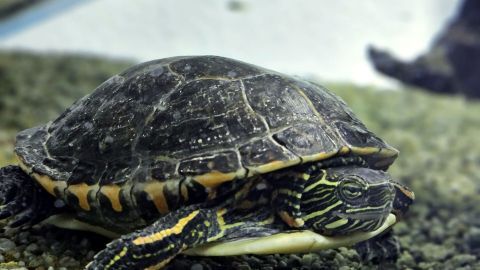 Eine Schildkröte schwimmt gemächlich über den sandigen Grund eines aquaristischen Unterwassers, umgeben von klarem Wasser.