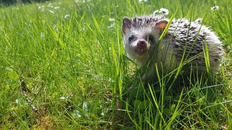 Ein kleiner Igel sitzt im hohen Gras, während er neugierig in die Umgebung schaut, umgeben von einer bunten Wiese.