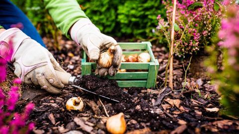 Eine Person mit Handschuhen pflanzt Zwiebeln in die Erde, umgeben von bunten Blumen und einem grünen Kasten.