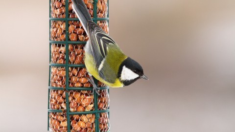 Vögel füttern im Winter – Darauf solltest du achten