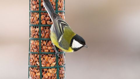 Ein Vogel sitzt an einem Futterspender und frisst Nüsse, während der winterliche Hintergrund verschwommen bleibt.