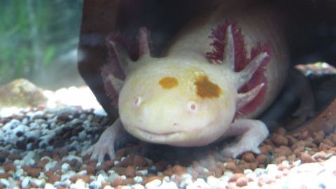 Axolotl richtig halten & füttern