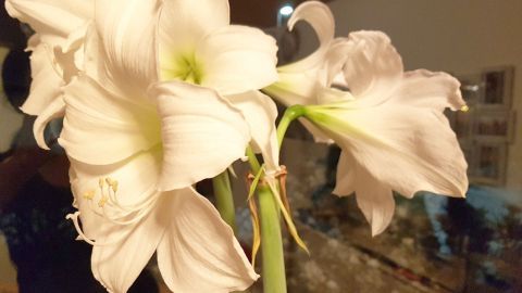 Weiße Amaryllisblüten stehen elegant in einem Raum und entfalten ihre Schönheit, um eine erneute Blüte zu fördern.