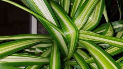 Die Grünlilie hat lange, grüne Blätter mit hellen Streifen, die sich elegant windend in einem Raum entfalten.