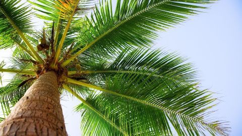 Eine hohe Palme mit üppigen, grünen Blättern ragt in den blauen Himmel, während Kokosnüsse an ihrem Stamm sichtbar sind.