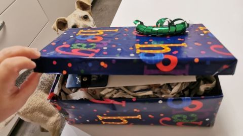 Eine Hand hebt einen bunten Geschenkboxdeckel, während ein Hund neugierig im Hintergrund schaut, was für mehr Nachhaltigkeit sorgt.