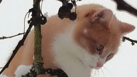 Eine orange-weiße Katze steht auf einem schneebedeckten Ast und schaut aufmerksam nach unten in eine winterliche Umgebung.