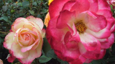 Bunte Rosenblüten stehen in einem Garten, wobei die eine Rosa und die andere Rot mit gelben Akzenten ist.