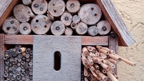 Holzkasten für Wildbienen, gefüllt mit Röhren und Holzstücken, bietet Nistplätze an einer wandfarbenen Oberfläche.