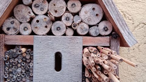 Nisthilfe für Wildbienen - schnell selbst gemacht