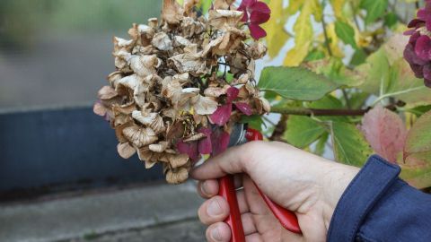 Trockene Hortensien werden mit einer roten Schere geschnitten, während bunte Blätter im Hintergrund sichtbar sind.