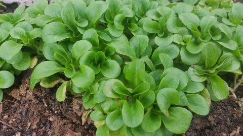 Frisch wachsender Feldsalat bildet dichte grüne Pflanzen in fruchtbarem Boden, umgeben von Laub und Erde.