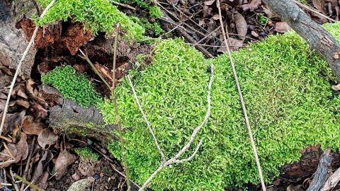 Ein mit grünem Moos bedeckter Baumstumpf liegt im Wald, umgeben von trockenen Blättern und kleinen Zweigen.