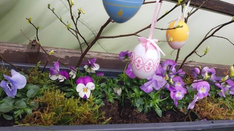 Hornveilchen blühen in einem Blumenkasten, umgeben von bunten Ostereiern, unter einem grünlichem Hintergrund.