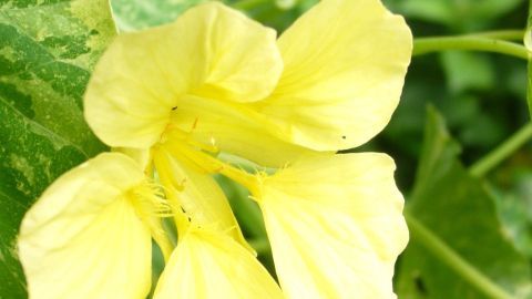 Die Kapuzinerkresse blüht mit leuchtend gelben Blüten zwischen grünen, gefleckten Blättern im Garten.