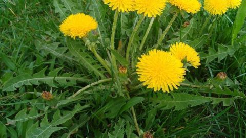 Löwenzahnblüten stehen leuchtend gelb in einer grünen Wiese, umgeben von frischem Gras im frühen Frühling.