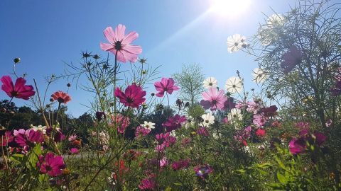 Cosmea oder Schmuckkörbchen – Blühpflanze für heiße Sommer