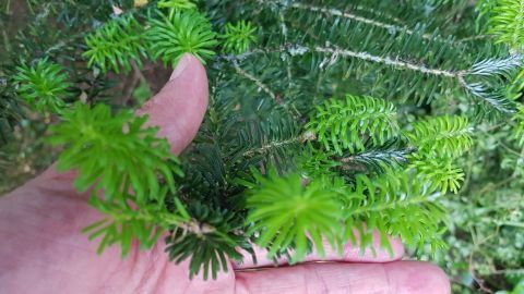 Grüne Maiwipfel liegen sanft in einer Hand und zeigen frisches, lebendiges Grün im Wald.