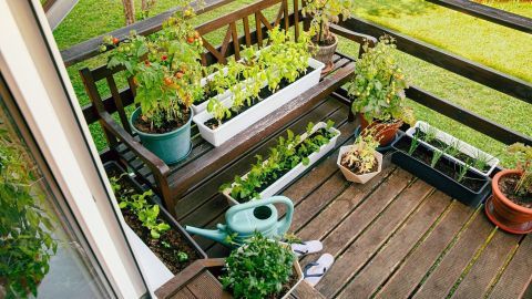Grüne Pflanzen und Kräuter wachsen in Töpfen auf einem Holz-Balkon, umgeben von einem gepflegten Rasen. Eine Gießkanne liegt bereit.