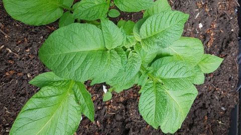 Grüne Kartoffelpflanzen wachsen üppig in dunkler Erde, umgeben von fruchtbarem Boden in einem Garten.