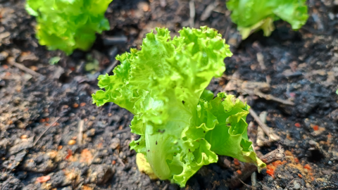Grüner Salat wächst gesund im Erdboden, umgeben von frischer Erde, geschützt vor Schnecken durch Chili.