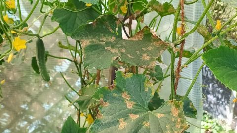 Verwelkte Gurkenblätter mit braunen Flecken zeigen Stängelfäule, während gelbe Blüten im Gewächshaus blühen.