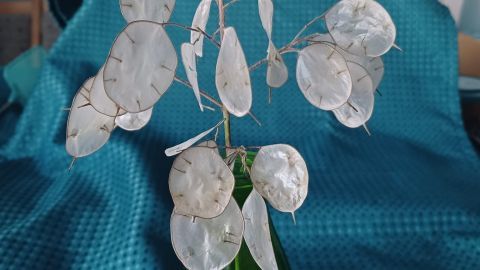 Ein verzweigter Silberblatt-Stängel in einer grünen Vase steht im Vordergrund, umgeben von einem blauen, strukturierten Hintergrund.