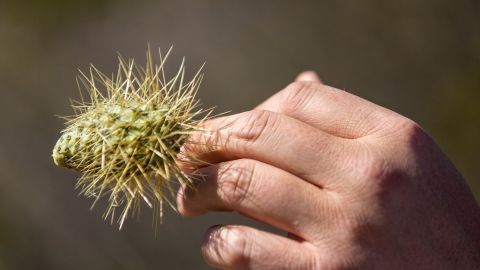 Eine Hand hält einen stacheligen Kaktus im Freien, während die Sonne darauf scheint.