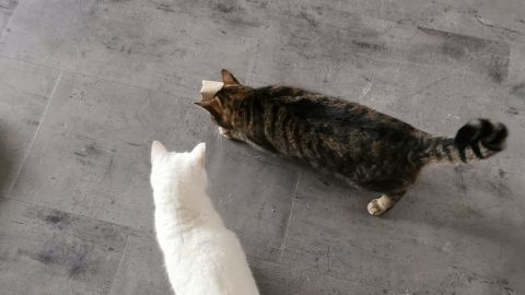 Zwei meiner 4 Katzen sind neugierig und ordentlich beschäftigt damit, die Leckerli aus dem selbstgebastelten Intelligenz-Spielzeug zu bekommen. 
