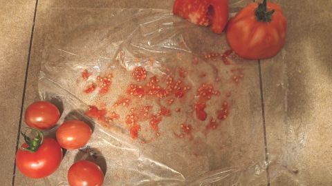 Tomatensamen liegen auf einer Plastikfolie, geschnittene und ganze Tomaten daneben, auf einem Steinboden. Text: 28. Aug. 2024, 14:07.