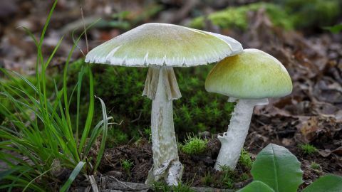 Zwei grüne Knollenblätterpilze stehen auf Waldboden, umgeben von Moos und Gras, in einem natürlichen Waldumfeld.