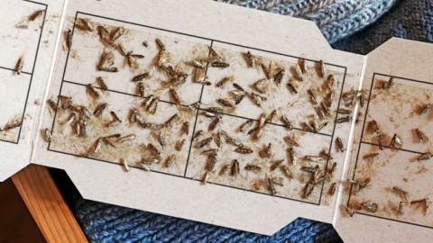 Motten bekämpfen mit Pheromonfallen