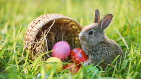 Bei uns hoppelt der Osterhase fleißig umher und versteckt Eier. Doch hüpft er auch durch andere Länder? Hier bei Lotte erfährst du es.