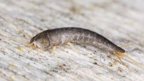 Silberfische mit Salmiakwasser bekämpfen