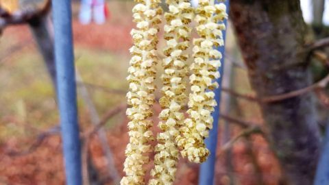 Haselnussblüten können Allergien auslösen. Um Symptome zu lindern, hilft es zum Beispiel, regelmäßiges Lüften zu vermeiden und Nasenspülungen durchzuführen. 