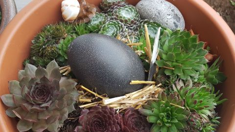 Genügsame Dickblattgewächse (Sukkulenten), ein Laufvogel-Ei, Stroh und ein bisschen Nippes - so einfach kann ein selbstgemachtes Osterdeko-Arrangement sein.