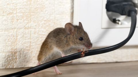 Mäuse im Haus? Fünf effektive Maßnahmen helfen dir, ungebetene Nager und ihre Spuren dauerhaft zu vertreiben.