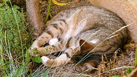 Ein Baum tuts auch. Katzen überhitzen im Sommer sehr schnell. Sie brauchen unbedingt einen geeigneten, sonne-freien Platz.