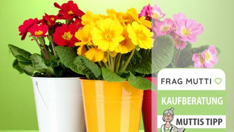 Blumenübertöpfe Test & Vergleich: unsere günstige Empfehlungen