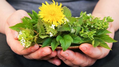 Wildkräuter wie Löwenzahn, Giersch und Pimpinelle im Juni sammeln und mit passenden Rezeptideen kreativ verwenden.