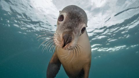 Unter Wasser haben Seehunde gar keine Probleme. Kein Druck auf den Ohren und die Nase müssen sie auch nicht zuhalten. Hast du gewusst, dass sie bis zu einer halben Stunde am Stück tauchen können?
