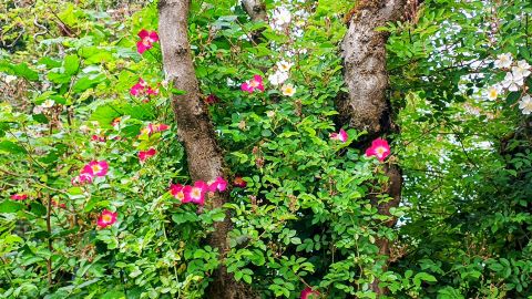 Pflanze Ramblerrosen und verwandle so deine toten Bäume in deinem Garten in blühende Highlights.