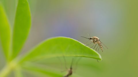 Bsss ... uuund klatsch! Endlich hat das Summen ein Ende! Aber warum sind Mücken beim Rundflug durchs Zimmer eigentlich so laut?