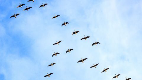 Vögel fliegen im Formationsflug, um im Winter im warmen Süden bessere Lebensbedingungen zu finden. Warum sie das tun, liest du hier.