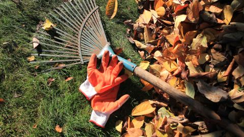 Mit Handschuhen und Rechen bist du für die wichtigsten Gartenarbeiten im Herbst gut vorbereitet und schützt deinen Rasen vor Laub.