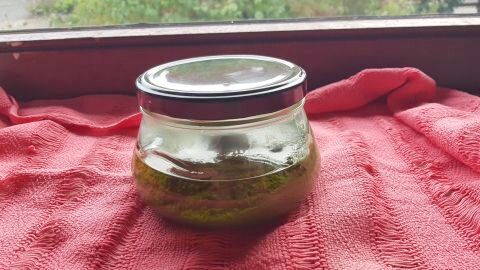 Im Glas, bedeckt mit Öl, hält das selbstgemachte Brennnessel-Pesto im Kühlschrank locker fünf Tage. Ideal für Pasta, Pizza und Rohkost!