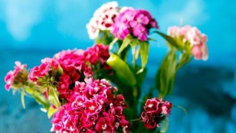 Bunte Schnittblumen stehen in einem Glas auf einer blauen Oberfläche, während sie frisch aussehen und gedeihen.