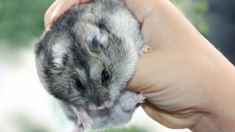 Ein Hamster wird sanft von einer Hand gehalten, während er sich kämpferisch an die Umgebung anpasst.
