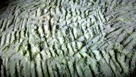 Nach dem das Salz fein gemahlen war, die Salzmasse auf ein Backblech mit Backpapier streichen (verteilt) und bei 60 Grad trocknen lassen. Selbstgemachtes Bärlauch-Himalayasalz: grobes Salz mit frischem Bärlauch, im Ofen getrocknet – so sieht das würzige Ergebnis aus